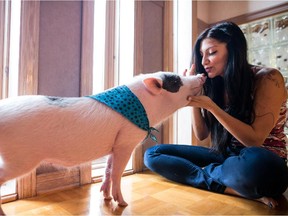 Sandra Propetto cuddles with Timothy, her domestic piglet, on Sunday September 13, 2015, in Montreal.