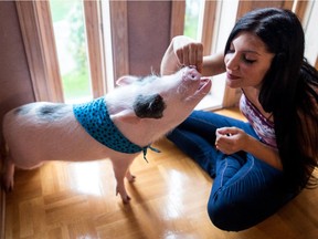 Sandra Propetto feeds Timothy, her domestic piglet.