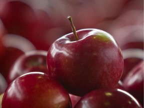 Quebec apples will be smaller, but better, producers say.