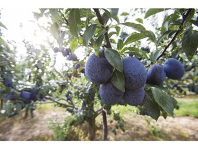 Almost ripe plums on a  St. Catharines, Ontario farm