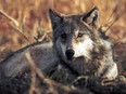 British Columbia is aiming to increase the number of wolves it kills this winter in the second year of a plan to save endangered caribou, prompting criticism from celebrities and renewed debate over the controversial strategy.