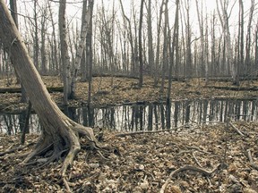A pond in the Angell Woods in Beaconsfield April 11, 2007.   (Montreal Gazette file photo)