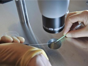 A scientist works on an in-vitro fertilization procedure.