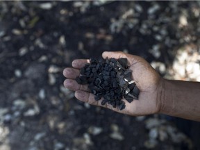 In this July 2, 2014, photo, government forest scientist Reynier Samon, shows mangrove charcoal residues in Batabano, Cuba. Mangroves historically have been harvested for everything from textile dyes and tannins used in the pharmaceutical industry, to lumber for furniture and charcoal that rural Cubans rely on to fire their kitchens.