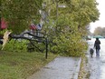 A pedestrian walks on Sherbrooke Street at the intersection with Royal in N.D.G., to get past a downed tree branch blocking a sidewalk, Saturday November 2, 2013.