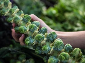 Hardy Quebec vegetables, including Brussels sprouts, are still in good supply but most of the tender foods are now being replaced by imports.