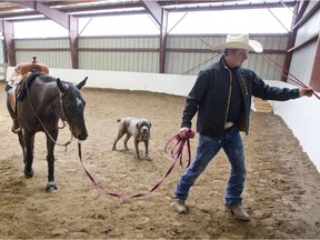 MONTREAL, QUE.: OCTOBER 1, 2015 -- Horse trainer Gilles Godbout walks one of his many  horses as his dog Popeye watches in a new barn at Centre Equestre Godbout in Richelieu east of Montreal, Thursday October 1, 2015.  The dog helped to save 17 horses in a fire at the barn two years ago.  Thirteen horses were killed.  (Phil Carpenter / MONTREAL GAZETTE).
