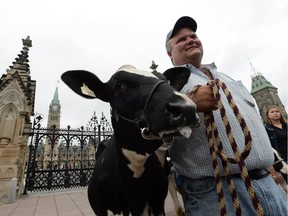 Dairy farmer Robbie Beck of Shawville, Que., holds onto a dairy cow as he takes part in a protest in front of Parliament Hill in Ottawa on Tuesday, September 29, 2015. He joined dozens of dairy farmers from Ontario and Quebec who gathered on Parliament Hill to raise concerns about protecting Canada's supply management system in the Trans Pacific Partnership negotiations.