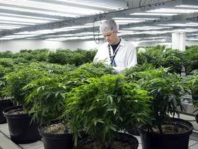 Master grower Ryan Douglas inspects plants at the Tweed marijuana facility in Smiths Falls in 2014. The business has been a boon to the Ontario town.