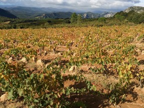 The grenache grape, like these old vines in France's Roussillon region, are most often blended with syrah.