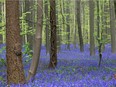 Thousands of Bluebells bloom in a forest near Halle, south of Brussels, Tuesday, April 15, 2014. Bluebells are particularly associated with ancient woodland where it may dominate the understorey to produce carpets of violet–blue flowers.