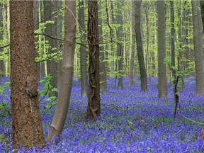 Thousands of Bluebells bloom in a forest near Halle, south of Brussels, Tuesday, April 15, 2014. Bluebells are particularly associated with ancient woodland where it may dominate the understorey to produce carpets of violet–blue flowers.