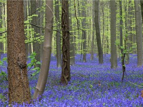 Thousands of Bluebells bloom. They are a British plant and cultural symbol, but not so relevant here in Canada, a letter-writer says. So, do we lose something by not having the plant in a dictionary for Canadian kids?