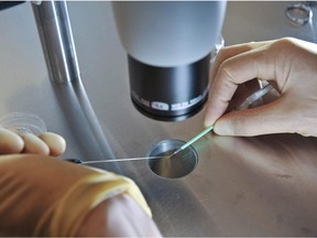 A scientist works during an in vitro fertilization process in this undated photo.