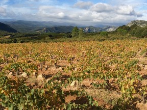All syrah terroirs are not created equal. In the Roussillon, the granite soils and high altitude around the village of L'Esquerde is ideal for the grape.