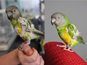 Before and after images of a bird in the care of the Montreal SPCA. A pet store owner who had exotic birds seized by SPCA is being charged with animal cruelty and neglect.