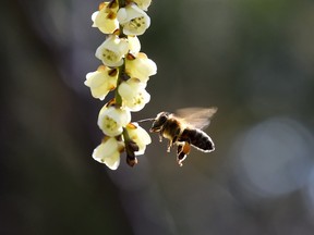 Neonicotinoids are recognized as one of the causes of the decline of bee colonies.