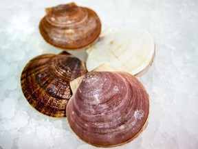 The new Quebec scallops arrive at market live, retailing for about $1.25 to $2 each, depending on size.