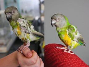 Before and after images of Elvis, a bird now in the care of the Montreal SPCA. A pet store owner who had exotic birds seized by SPCA is being charged with animal cruelty and neglect.