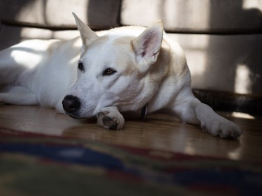 Gracie, legendary NFB animator Sheldon Cohen's dog, rests in the family home in Montreal on Friday November 20, 2015. (Allen McInnis / MONTREAL GAZETTE)