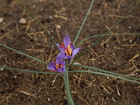 Crocus sativus, the source of saffron, at Micheline Sylvestre's farm in St-Damien.