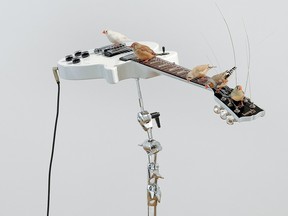 Zebra finches pluck and scratch on guitars in Céleste Boursier-Mougenot's show From Here to Ear v. 19.