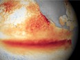 This image obtained November 16, 2015 from the National Oceanic and Atmospheric Administration (NOAA) shows the satellite sea surface temperature in October 2015, where orange-red colors are above normal, indicative of El Niño.
