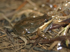 A Western Chorus frog: Courtesy Sylvain Castonguay.