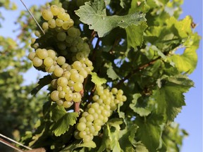 Some grapes naturally have the earthier notes associated with more savoury wines.