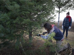 Sebastien Macdonald cuts through the base of his chosen Christmas tree as Melanie Booth looks on. The couple did not have to trudge through the snow to select a tree for the holidays at Quinn Farm in Notre-Dame-de-l'Ile-Perrot Sunday, December 13, 2015. (Peter McCabe / MONTREAL GAZETTE)