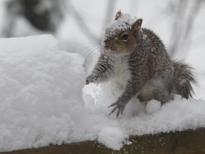 A squirrel digs away at accumulated snow on a porch railing.