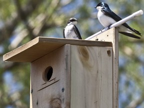 Bird Protection Quebec holds its monthly meeting on Monday, Dec. 7.