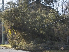 An uprooted tree caused by high winds is shown in the town of Hudson west of Montreal, on Thursday, Dec. 24, 2015, resulting in loss of electricity for many homes.