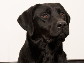 River, a seven-year-old Labrador retriever, helped police to discover more than 1,300 kilograms of hashish Dec. 10, 2015.