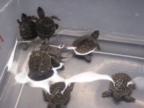 Authorities seized 1,100 turtles, including specimens of 14 of the 50 most endangered species in the world.