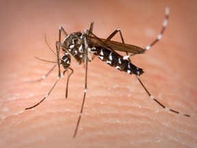 An aedes albopictus mosquito acquiring a blood meal from a human host. Health officials are telling pregnant women to avoid travel to Latin America and Caribbean countries with outbreaks of a tropical illness linked to birth defects. The Zika virus is spread through mosquito bite.