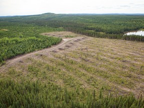Aerial view of clearcut  forest in Cree territory, Northern Quebec.