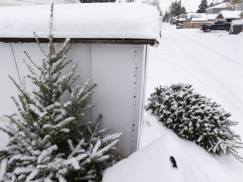 Greg Duncan Have you chased your Christmas tree yet? Montreal Gazette