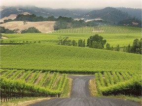In California, appellation wines like those of Sonoma County must have 95 per cent of the wine being made from grapes harvested that year.
