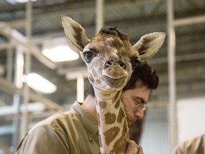 Kumi the giraffe was born at Granby Zoo in Quebec Jan. 11, 2016.