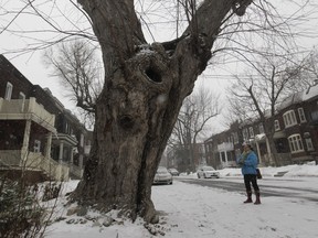 Heidi Wiedemann, a resident of Old Orchard Ave. in the N.D.G. area of Montreal looks up a maple tree that is reportedly around 165-years-old Tuesday, Jan. 12, 2016 that sits near her property. Part of the tree fell on Wiedemann's property eight years ago badly damaging her home. The city might cut the tree down but some citizens oppose it.
