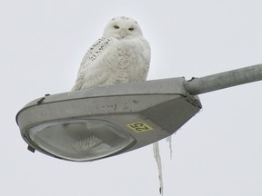 The snowy owl's airport menu includes small rodents like mice and rabbits, and anything else that catches their prying eye.