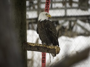 Wonka, the bald eagle, at the Ecomuseum Zoo's new eagle aviary in Ste-Anne-de-Bellevue. The enclosure is shared with Jimmy, a golden eagle. (Peter McCabe / MONTREAL GAZETTE)