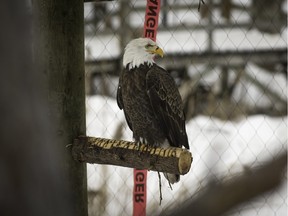 One of the prizes for Dorval's annual photography contest includes a photo-safari at the Ecomuseum Zoo.