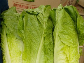 Romaine lettuce.