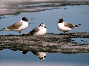 Sabine gulls in Nunavut: Arctic seabirds are the topic of a lecture by Kyle Elliott at the Bird Protection Quebec meeting on Monday.