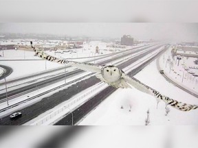 A traffiic camera in the western part of Montreal island caught a snowy owl flying on Sunday, Jan.3, 2016. Quebec Transport Minister Robert Poeti released images of the owl Thursday on Facebook.