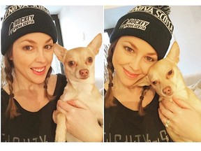 Cuddle break! This is two year old Fox, our foster dog! Fox is a sweet and strong #chihuahua man who will very soon be up for adoption via @caarescue in #Montreal! Are you looking for a supremely loyal, active and gorgeous new friend?