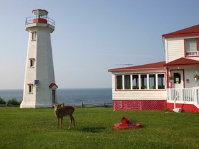Whitetailed deer are a common sight on Anticosti Island.