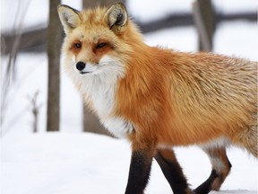 A red fox at the Ecomuseum.